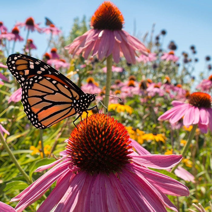 The Monarch Highway Native Wildflower Seed Mix|The Monarch Highway Native Wildflower Seed Mix
