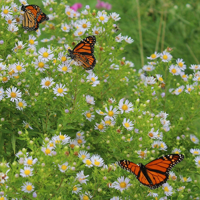 The Monarch Highway Native Wildflower Seed Mix|The Monarch Highway Native Wildflower Seed Mix