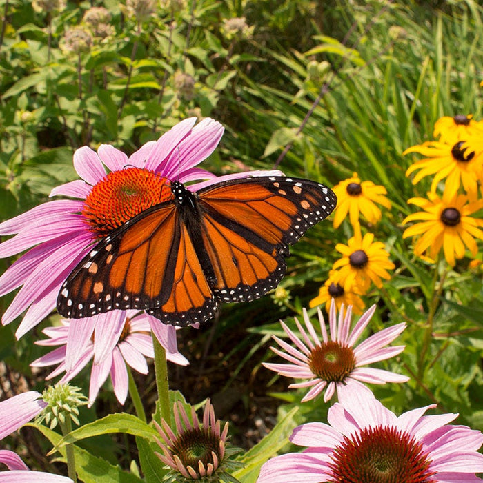 The Monarch Highway Native Wildflower Seed Mix|The Monarch Highway Native Wildflower Seed Mix