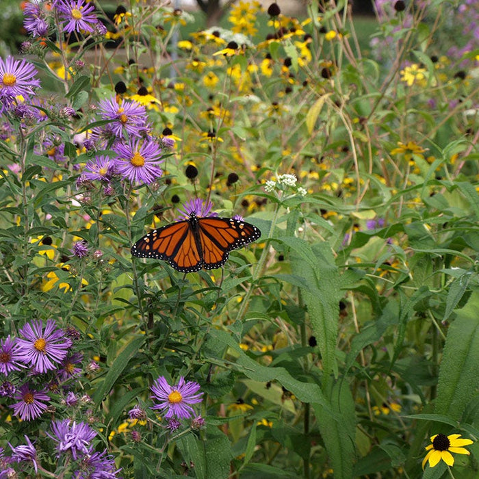 The Monarch Highway Native Wildflower Seed Mix|The Monarch Highway Native Wildflower Seed Mix