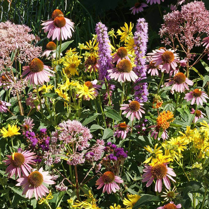 The Monarch Highway Native Wildflower Seed Mix|The Monarch Highway Native Wildflower Seed Mix
