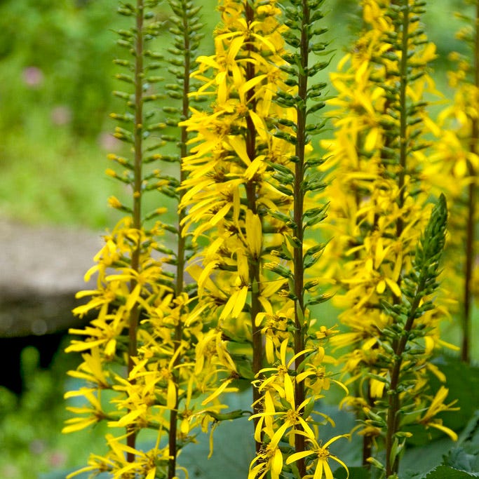 The Rocket Golden Ray|Yellow Ligularia stenocephala The Rocket, Golden Ray