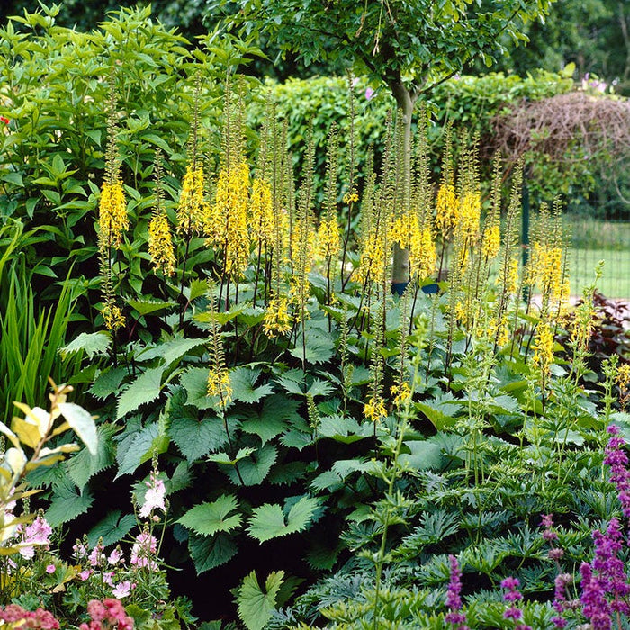 The Rocket Golden Ray|Yellow Ligularia stenocephala The Rocket, Golden Ray