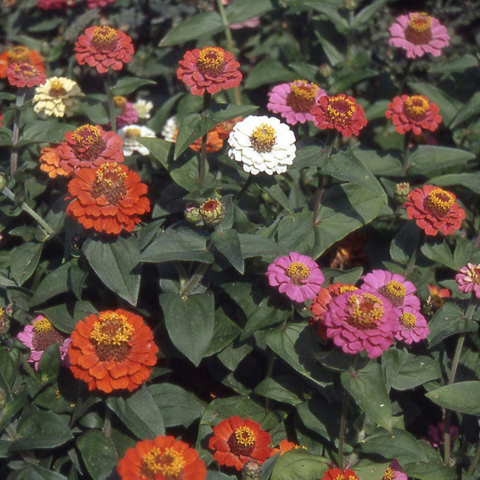Thumbelina Zinnia Seed Mix|Thumbelina Zinnia Seed Mix