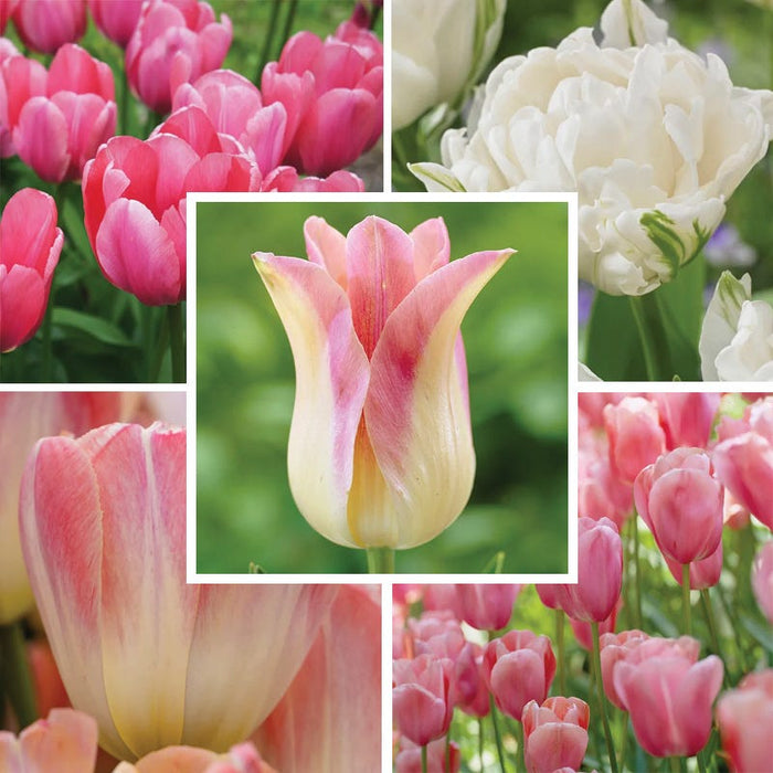 Tickled Pink Tulip Flower Bulb Collection|Tickled Pink Tulip Flower Bulb Collection