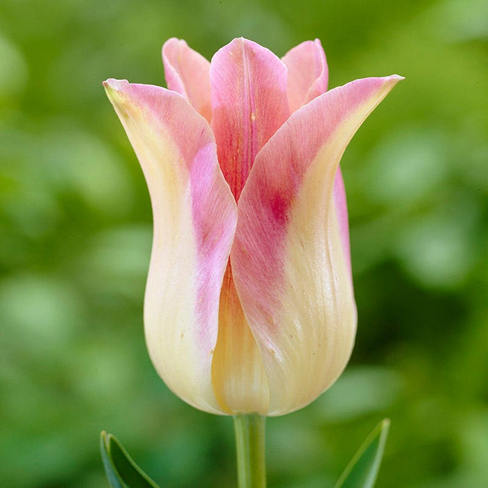 Tickled Pink Tulip Flower Bulb Collection|Elegant Lady Lily Flowered Tulip