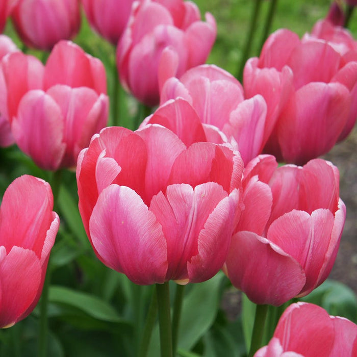 Tickled Pink Tulip Flower Bulb Collection|Pink Impression Darwin tulips