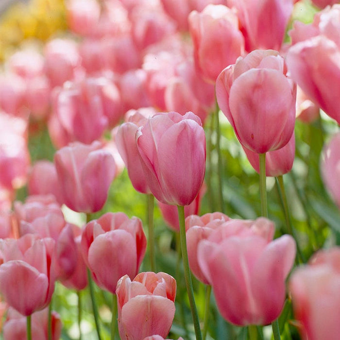 Tickled Pink Tulip Flower Bulb Collection|Menton Single Late Tulip
