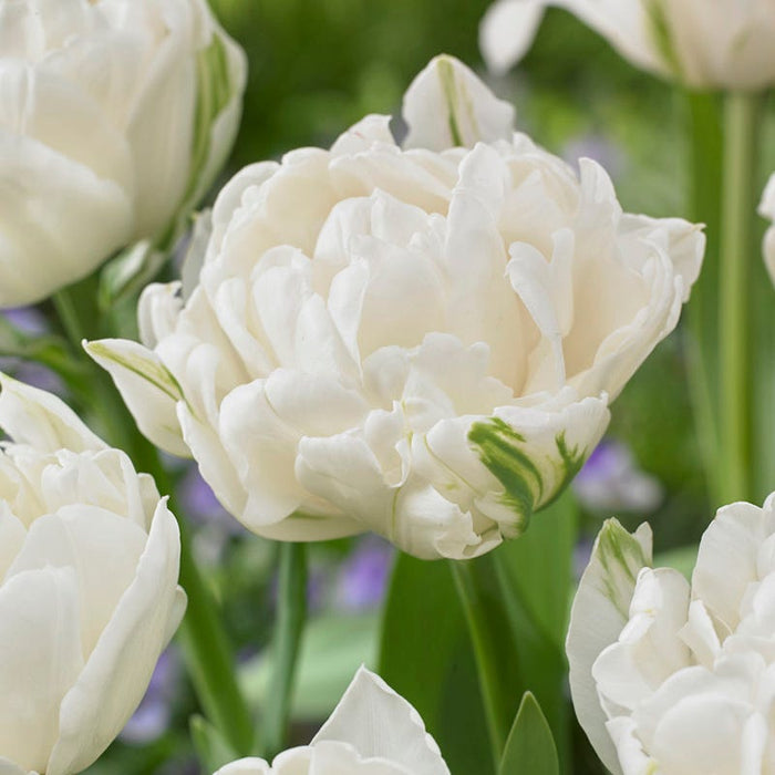 Tickled Pink Tulip Flower Bulb Collection|Mount Tacoma Double Late Tulip