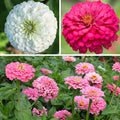 Tickled Pink Zinnia Seed Mix|Tickled Pink Zinnia Seed Mix