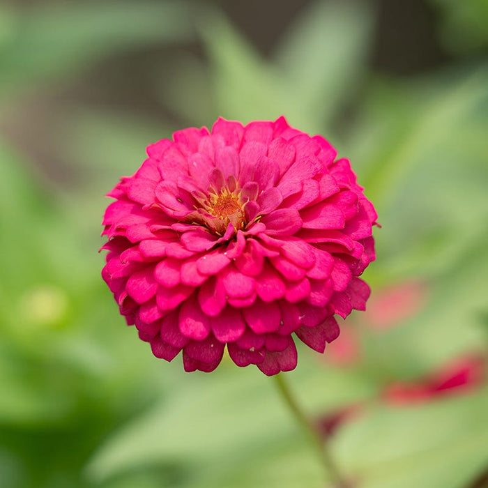 Tickled Pink Zinnia Seed Mix|Zinnia Dahlia Flowered Deep Rose