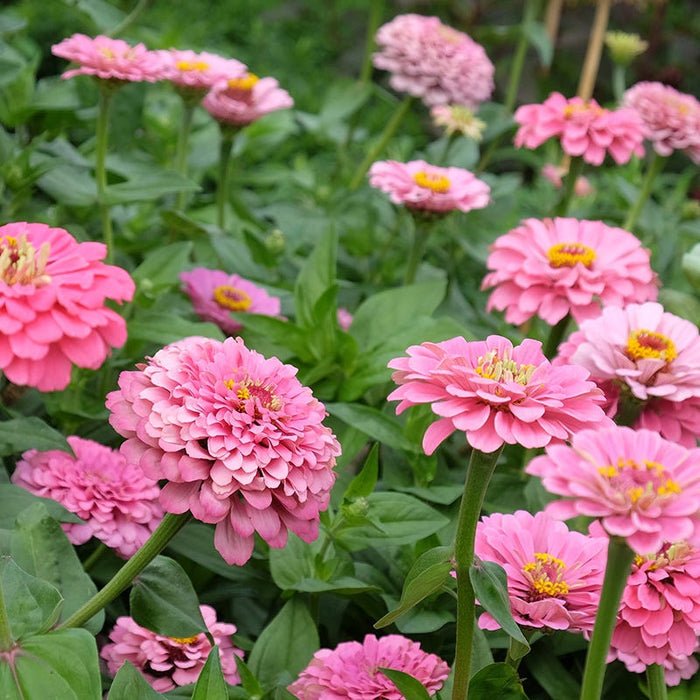 Tickled Pink Zinnia Seed Mix|Zinnia Super Yoga Rose