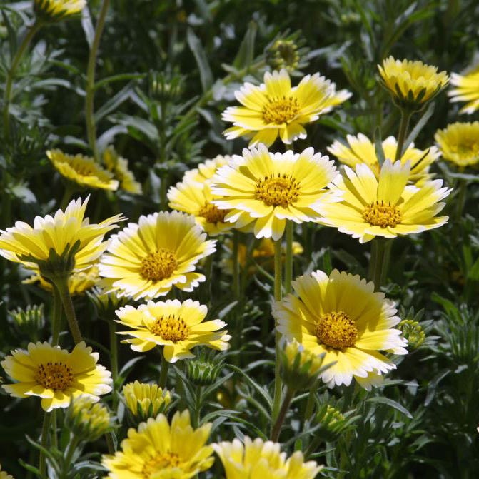 Tidy Tips Seeds|Tidy Tips, Layia platyglossa