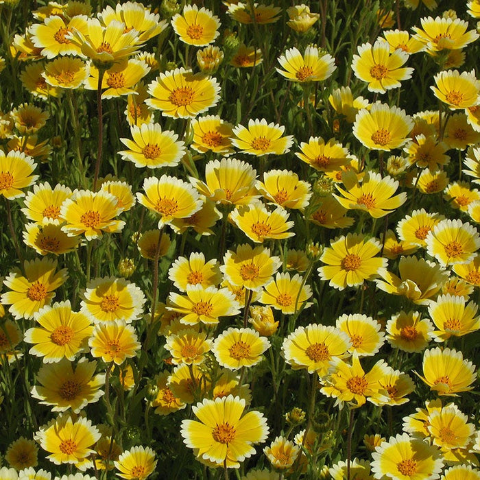 Tidy Tips Seeds|Tidy Tips, Layia platyglossa