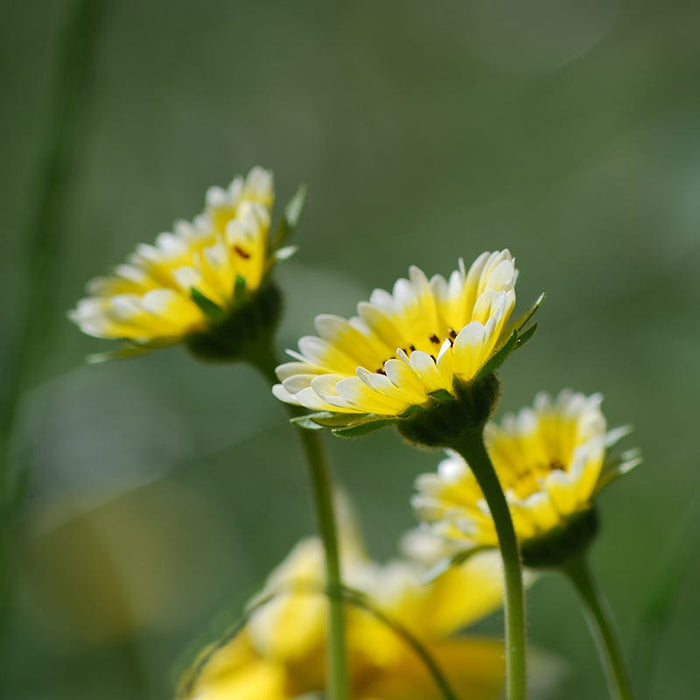Tidy Tips Seeds|Tidy Tips, Layia platyglossa