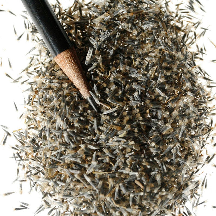Tidy Tips Seeds|Tidy Tips, Layia platyglossa seeds