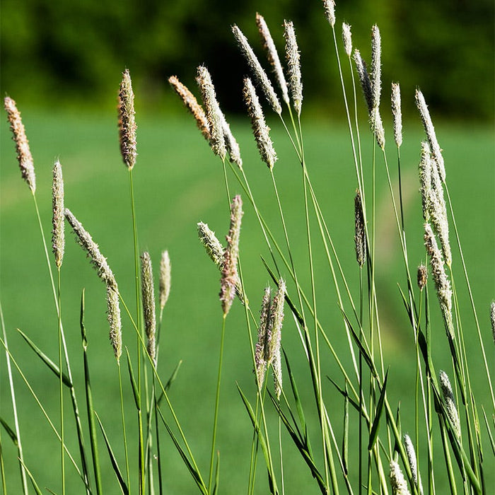 Timothy Grass Seeds|Timothy Grass Seeds, Phleum pratense