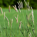 Timothy Grass Seeds|Timothy Grass Seeds, Phleum pratense