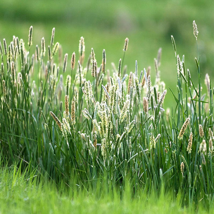 Timothy Grass Seeds|Timothy Grass Seeds, Phleum pratense, Timothy Grass