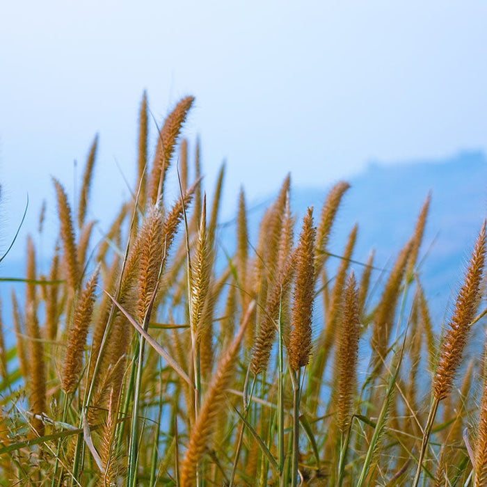 Timothy Grass Seeds|Timothy Grass Seeds, Phleum pratense, Timothy Grass