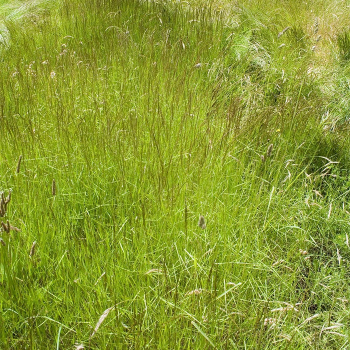 Timothy Grass Seeds|Timothy Grass Seeds, Phleum pratense, Timothy Grass