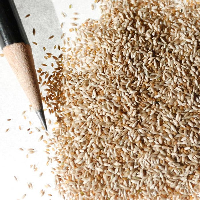 Timothy Grass Seeds|Timothy Grass Seeds, Phleum pratense, Timothy Grass