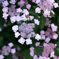 Tiny Tuff Stuff® Reblooming Hydrangea, photo courtesy of Proven Winners®