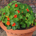 Tom Thumb Dwarf Nasturtium Seed Mix