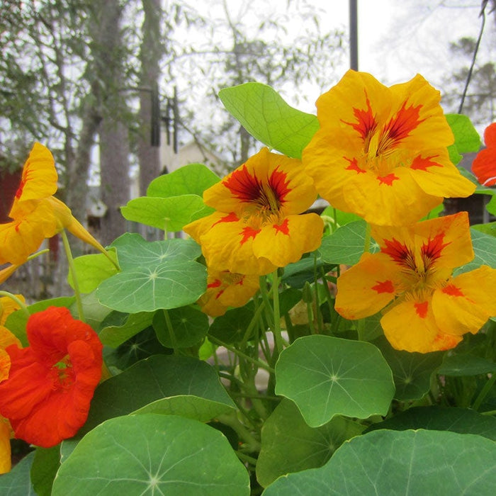 Tom Thumb Dwarf Nasturtium Seed Mix|Dwarf Nasturtium Seeds Tom Thumb Mix, Tropaeolum nanum