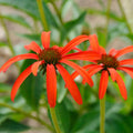 Tomato Soup Echinacea|Tomato Soup Echinacea, Echinacea hybrid