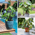 Touch of Drama Elephant Ear Collection|Touch Of Drama Elephant Ear Collection