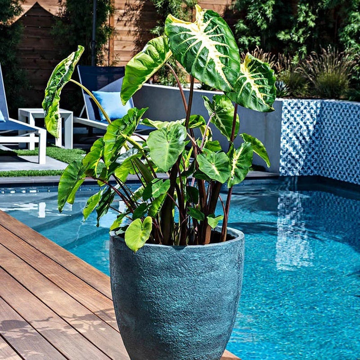 Touch of Drama Elephant Ear Collection|Royal Hawaiian® White Lava Elephant Ear