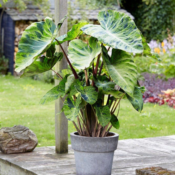 Touch of Drama Elephant Ear Collection|Mojito Elephant Ear