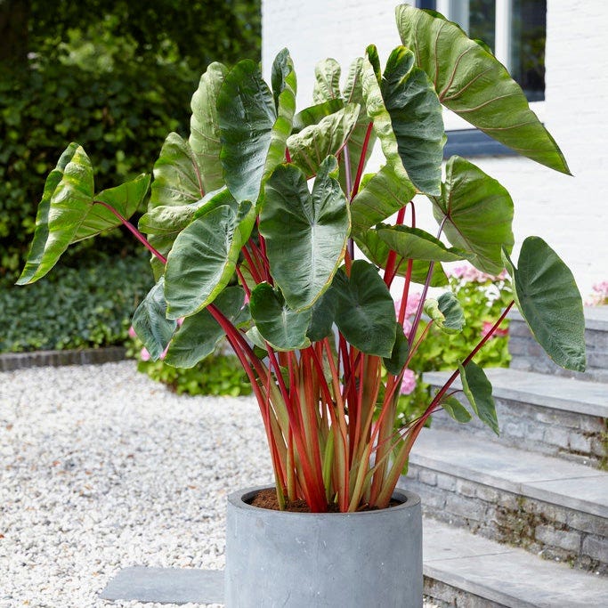 Touch of Drama Elephant Ear Collection|Hawaiian Punch Elephant Ear