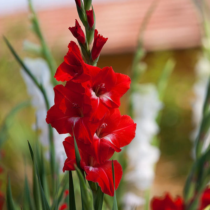 Traderhorn Gladiolus|Traderhorn Gladiolus, Red Gladiolus Traderhorn in bloom