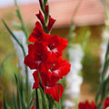 Traderhorn Gladiolus|Traderhorn Gladiolus, Red Gladiolus Traderhorn in bloom