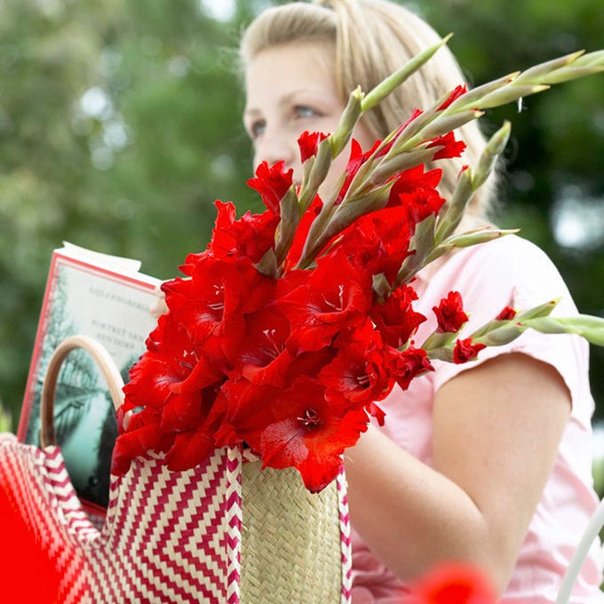 Traderhorn Gladiolus|Traderhorn Gladiolus, Red Gladiolus Traderhorn,  Large Flowering Gladiolus in basket