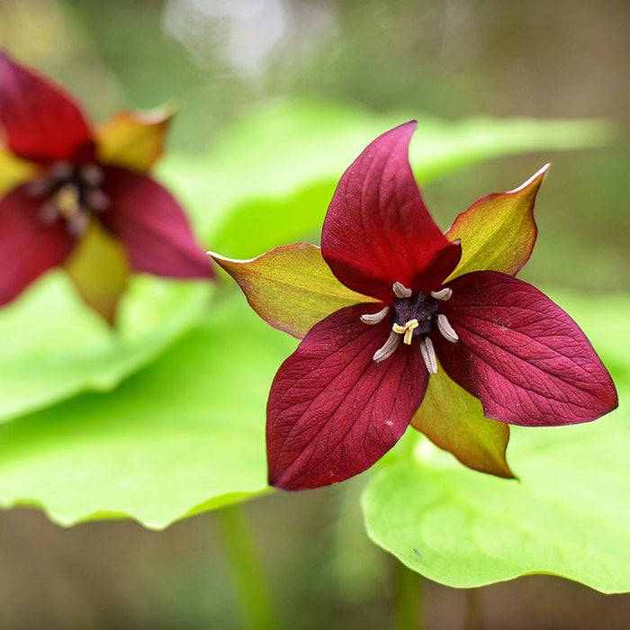 Treasured Trillium Collection|Red Trillium, Trillium erectum