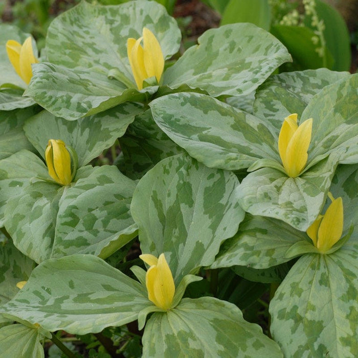 Treasured Trillium Collection|Yellow Trillium, Trillium luteum