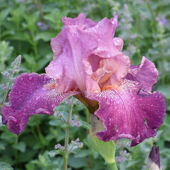 Autumn Rose Reblooming Bearded Iris| Autumn Rose Bearded Iris, Iris germanica "Autumn Rose'