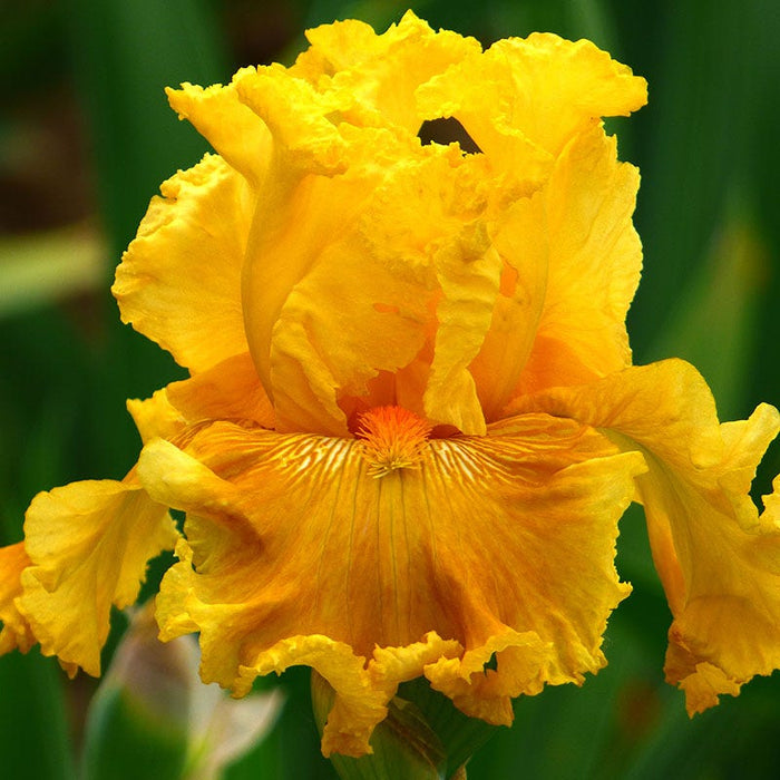 Rainbow Bearded Iris Collection|Oregon Firestorm Reblooming Bearded Iris