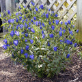 True Blue Gentian|True Blue Gentian in the garden, Photo Courtesy of Walter's Garden