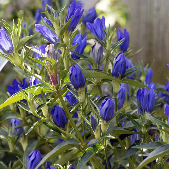 True Blue Gentian|True Blue Gentian close up of vivid blue blooms, Photo Courtesy of Walter's Garden