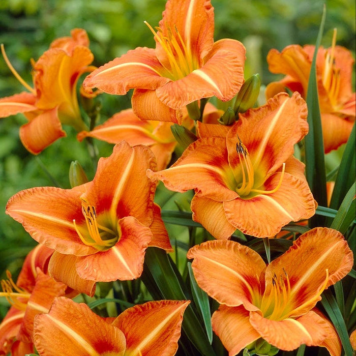 Tuscawilla Tigress Reblooming Daylily|Daylily Tuscawilla Tigress, Hemerocallis
