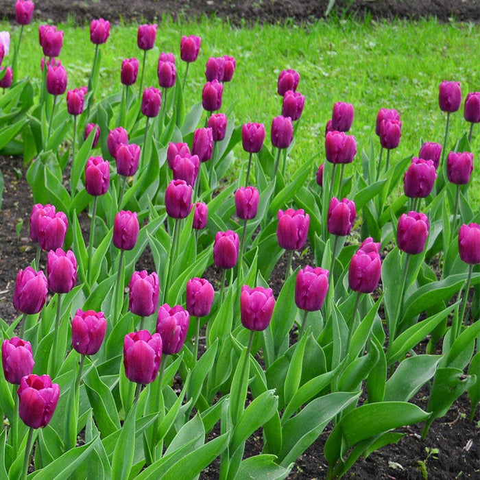 Ultraviolet Bulb Collection|Purple Prince Tulip