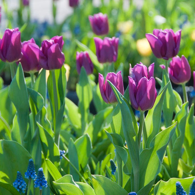 Ultraviolet Bulb Collection|Purple Prince Tulip