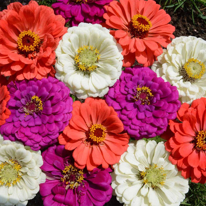 Under The Sea Zinnia Seed Mix|Under The Sea Zinnia Seed Mix