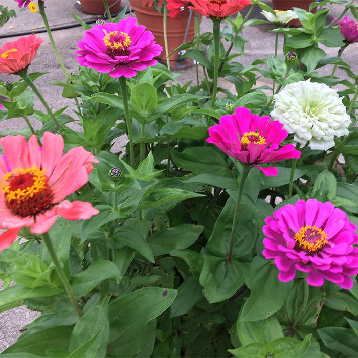Under The Sea Zinnia Seed Mix|Under The Sea Zinnia Seed Mix