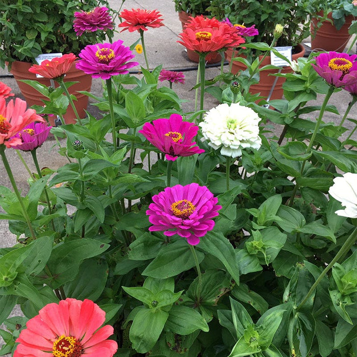 Under The Sea Zinnia Seed Mix|Under The Sea Zinnia Seed Mix