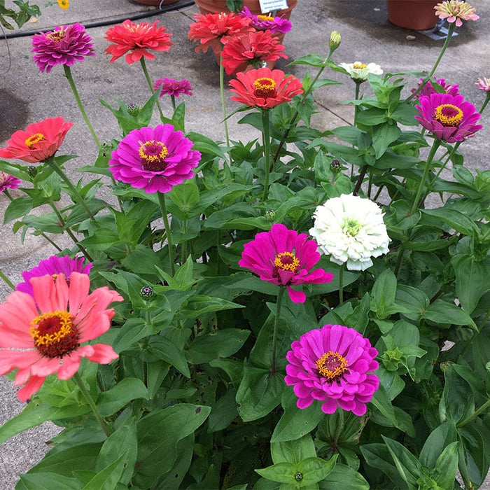 Under The Sea Zinnia Seed Mix|Under The Sea Zinnia Seed Mix